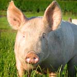 Pig on Farm