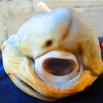 Mutated Fish from Gulf of Mexico