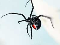blackwidow