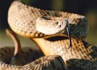 rattlesnake