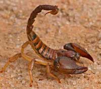 scorpion