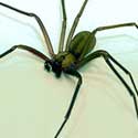 4 Hidden Hiking Dangers – Dangerous Creatures