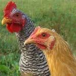 Raising Chickens