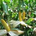 Is Ethanol an Oil Industry Scam?