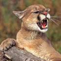 How to avoid a Mountain Lion Attack