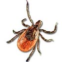 Get away Ticks!!! Prevent Lyme Disease