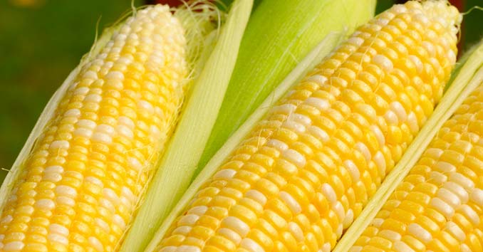 Is Ethanol an Oil Industry Scam?