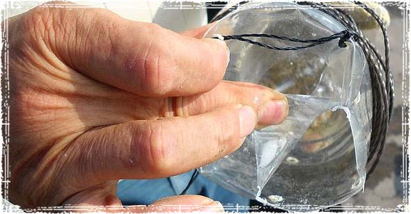 Plastic bottle fish trap with flap