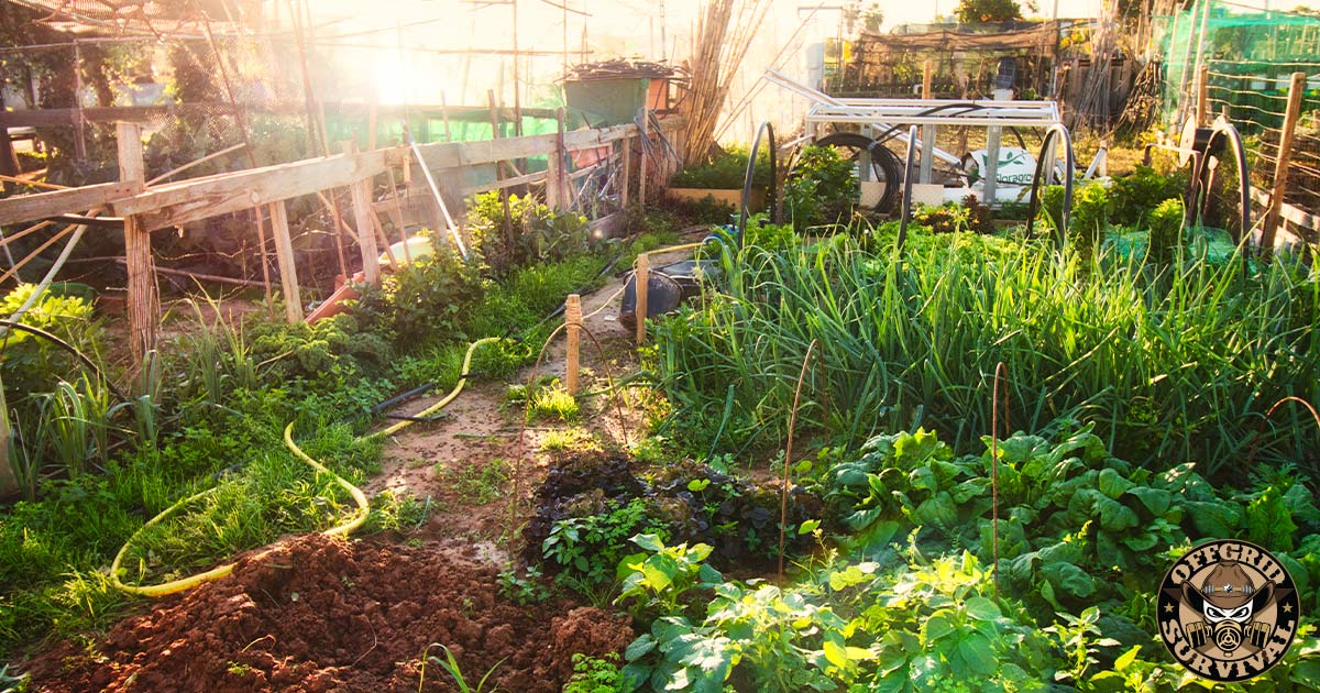 Backyard Growing Food