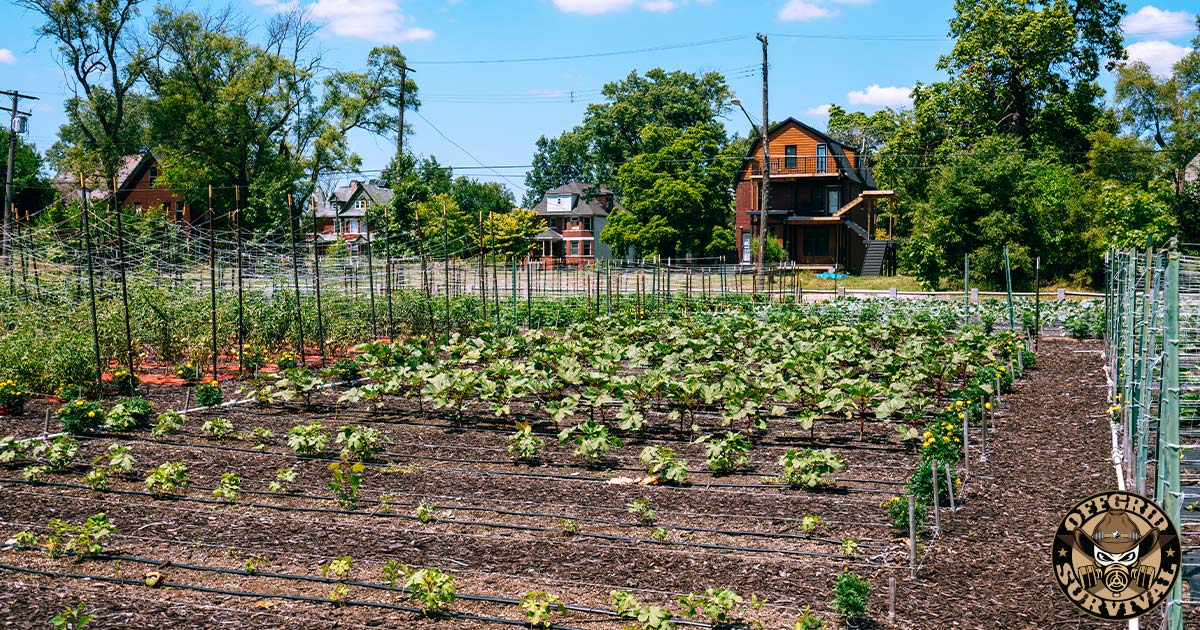 An Urban Home Farm