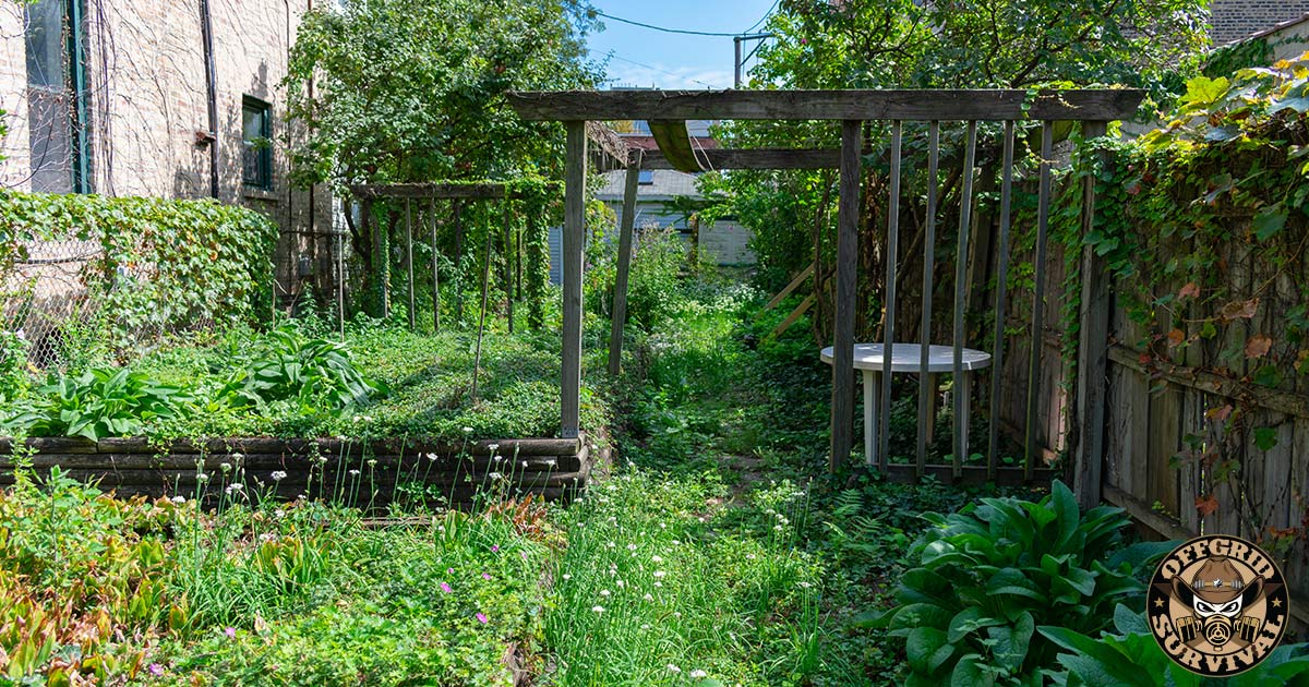 An Urban Home Backyard Garden Farm