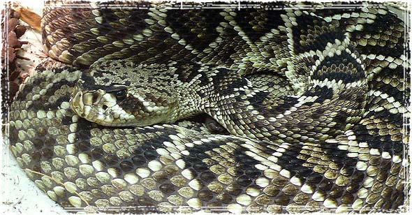 A Rattlesnake