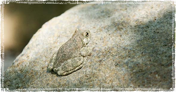 Frog on a Rock