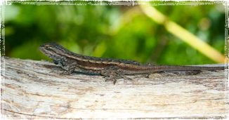 Lizzard on a Log