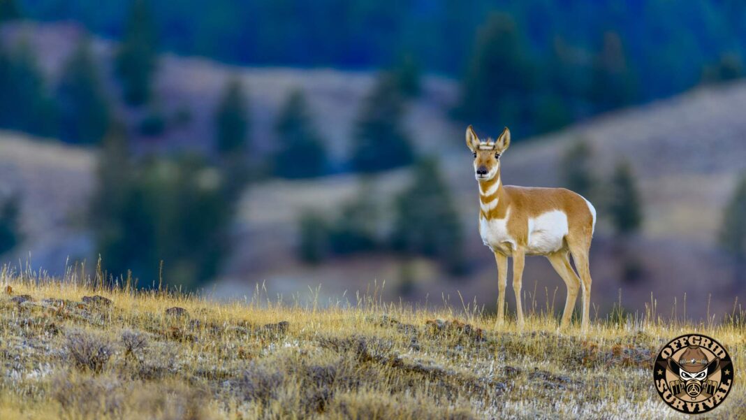 Wilderness Survival – How watching Wild Animals can Help you Survive Animals in the wild
