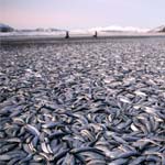 herring shoreline