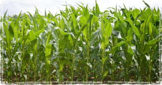 Monsanto Corn Crops