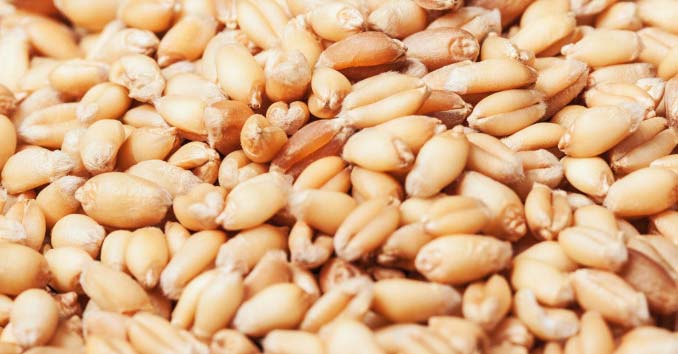 EU Trying to Control Seeds: All Seeds and Plants will have to be Registered with Government