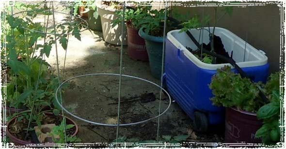 Garden in Different Containers