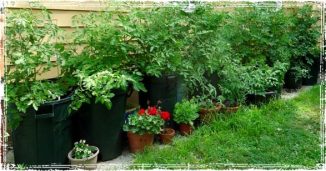Large Container Garden