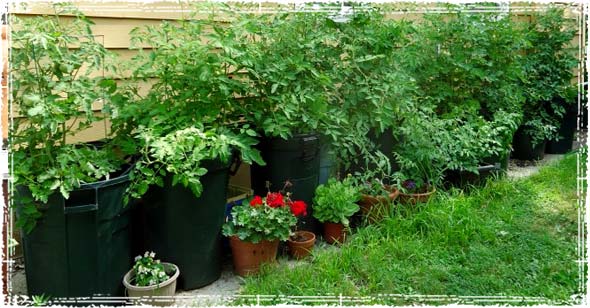 Container Gardening Learn How To Grow, How To Start A Pot Garden