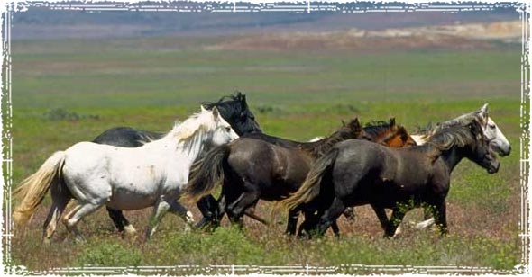 К чему снится пони. Дикие лошади Монголии. Дикая лошадь Мустанг прерии. Дикие лошади в Мурманской области.