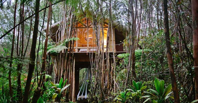 Hawaii Tree House