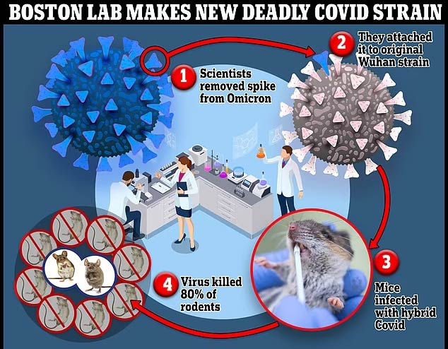 Boston University developed a new lethal COVID strain in a laboratory