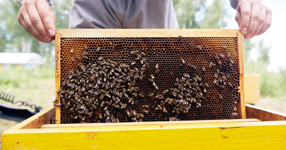 Homestead Essentials Value Beekeeping Suit