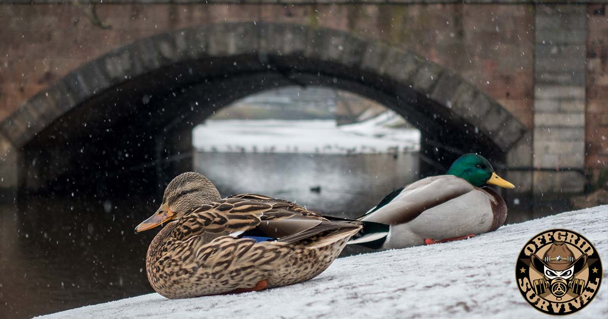 Duck in an urban area