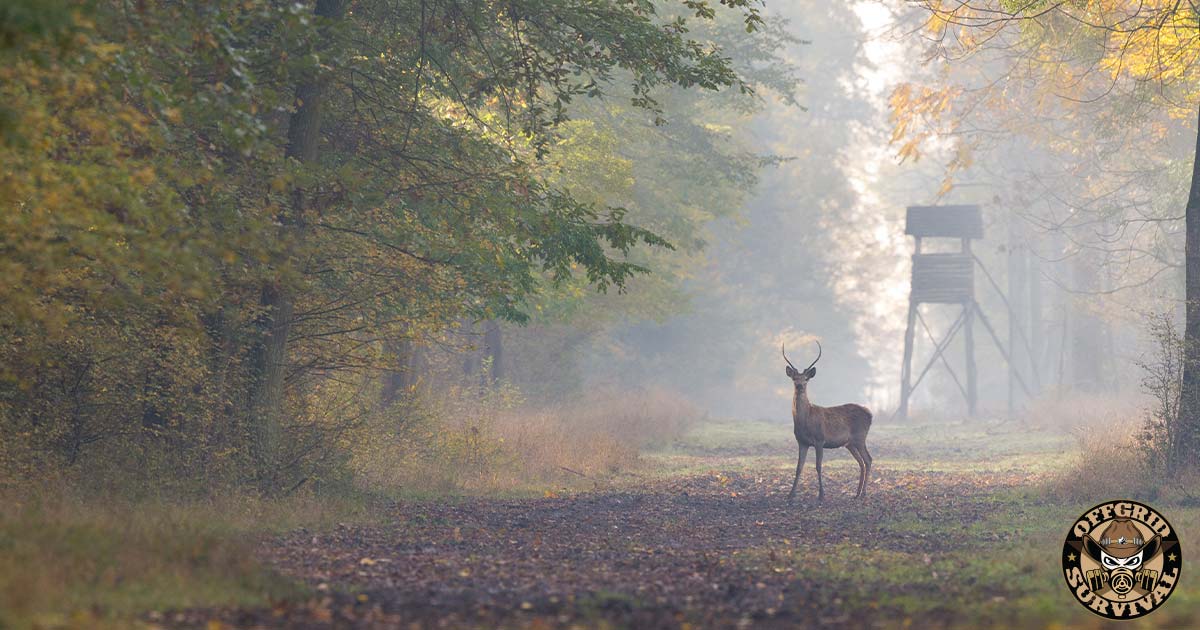 Deer in the woods